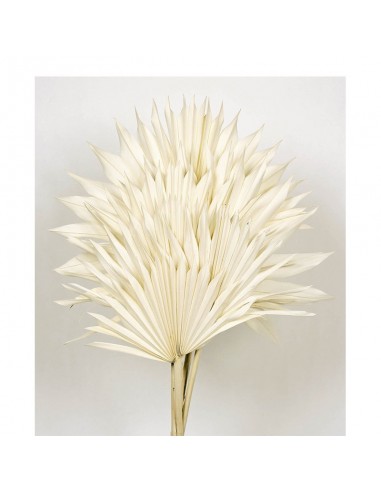 Palm sum blanco 60cms, 15/25 cms, 6 pcs