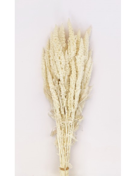 Amaranthus recto preservado blanco 50cm 150g
