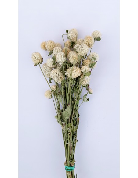 Siempreviva / Perpetuina  crema 30/35