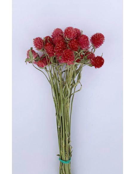 Siempreviva / Perpetuina fresa 30/35