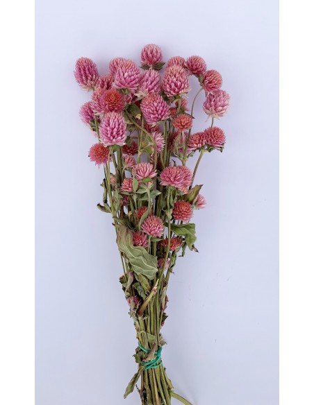 Siempreviva / Perpetuina rosa pastel 30/35