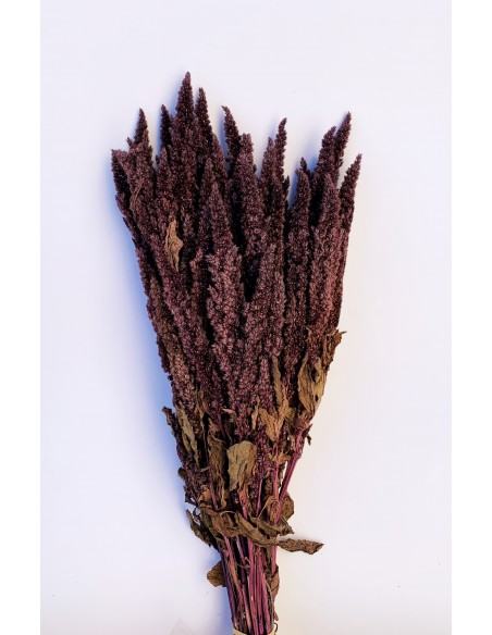 Amaranthus recto preservado verde musgo 50cm
