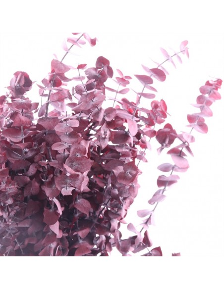 Eucalipto baby blue burdeos 150g