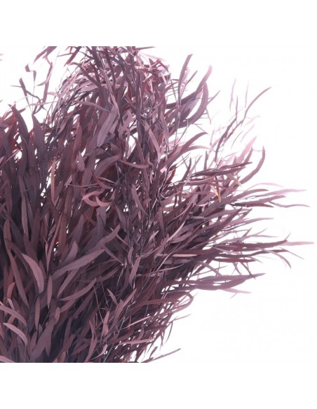 Eucalipto Nicoly Café 150g