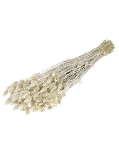 Phalaris blanco vintage 60cm 300g