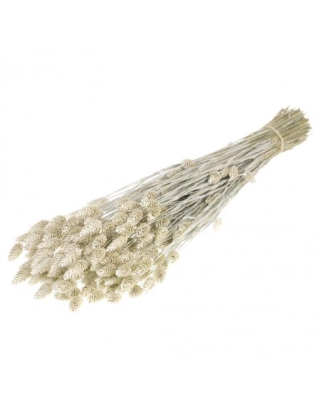 Phalaris blanco vintage 60cm 150g