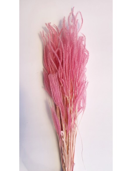 Ouro preservado rosa oscuro