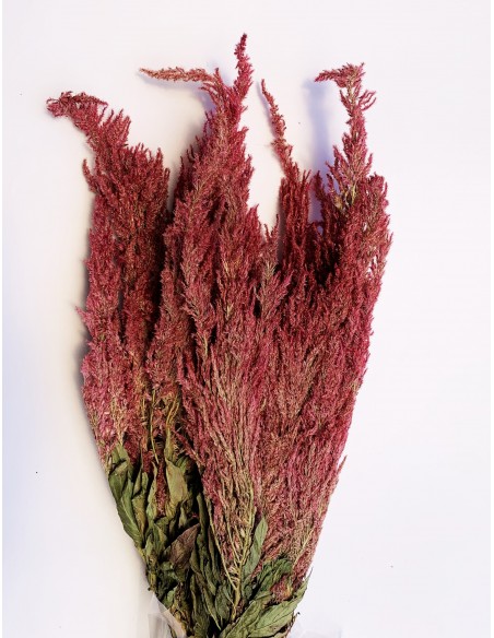 Cristata burdeos