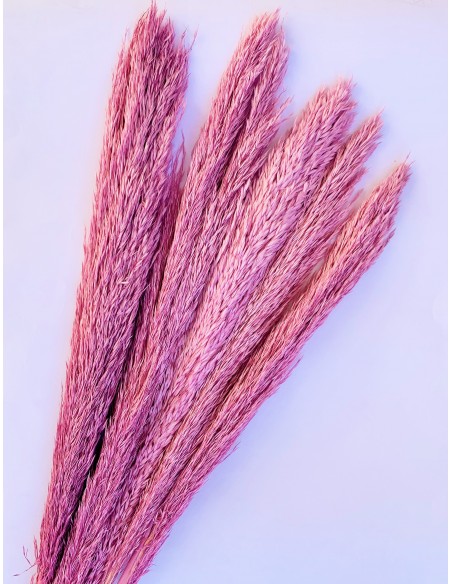 Cortaderia Rosa vintage 90cm 6-7pcs