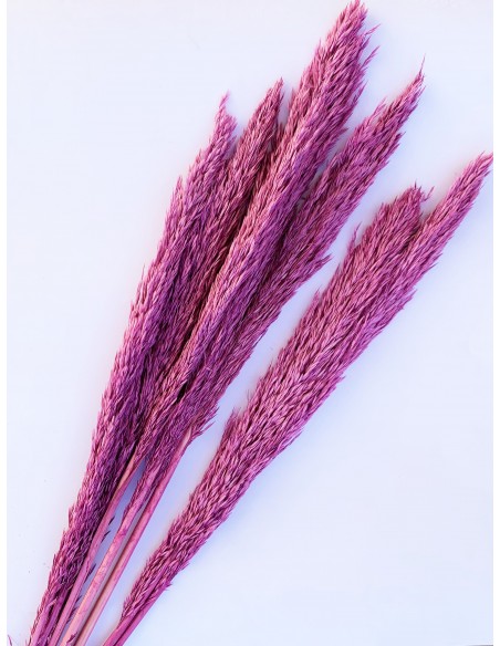 Cortaderia Malva 90cm 6-7pcs