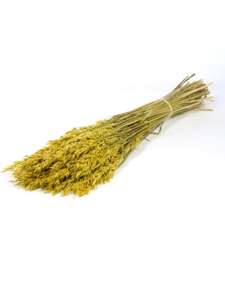 Avena sativa Amarillo silvestre