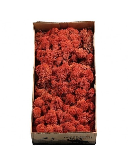 Musgo Finlandés preservado Siena Naranja 500g