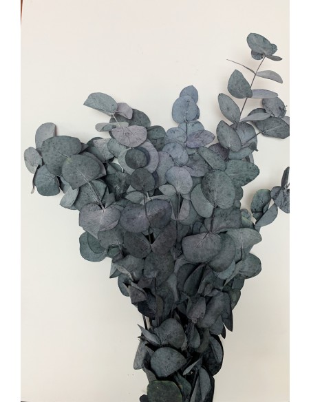 Eucalipto Cinerea Verde Azulado