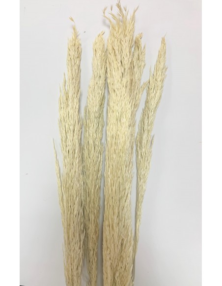 Cortaderia Crema xm 100cm x5