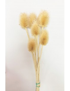 Cardo grande 50cm crema 5-6 u