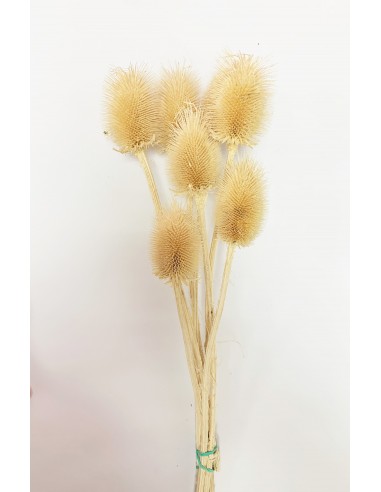 Cardo grande 50cm crema 5-6 u