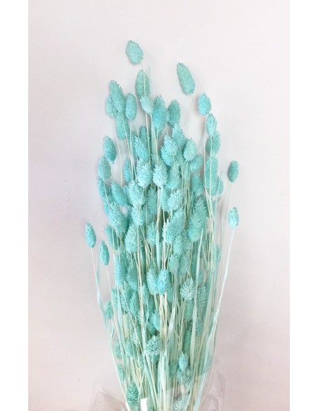 Phalaris color Turquesa 80cm 150g