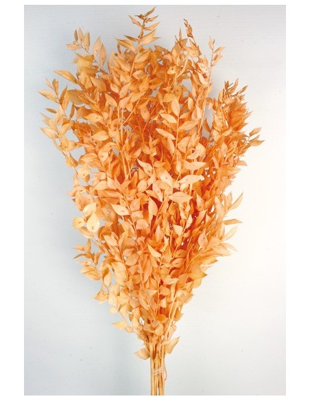 Ruscus Preservado Salmón 150g