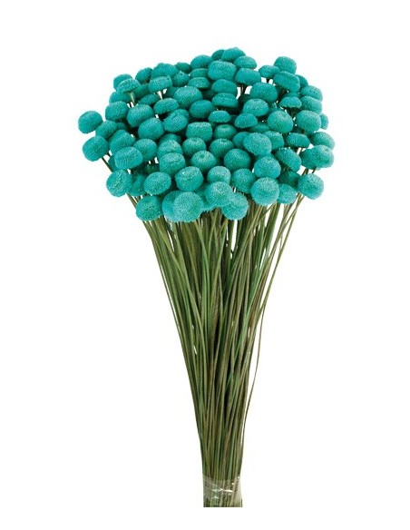 Botao Preservado Turquesa