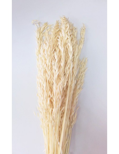Avena sativa color Crema 200g
