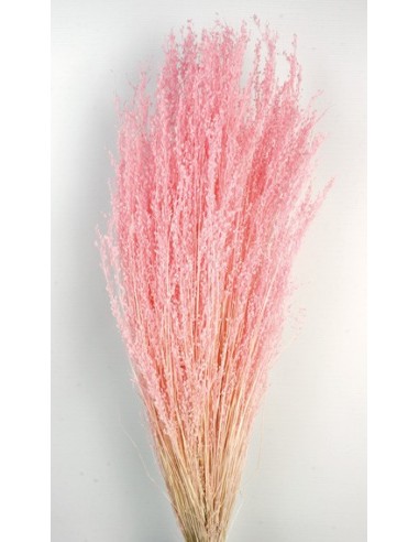 Star Grass Rosa Pastel 60cm 35g