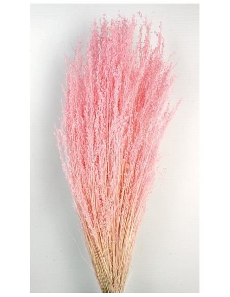 Star Grass Rosa Pastel 60cm 35g