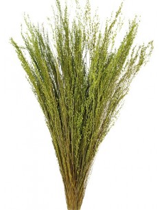 Star Grass Verde 60cm 35g