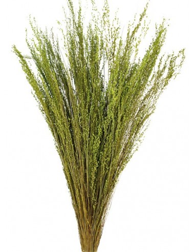 Star Grass Verde 60cm 35g