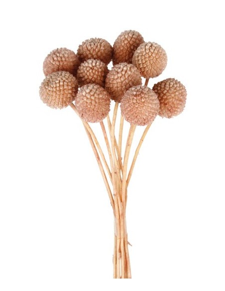 Craspedia Preservada Rosa Nude 10-11u