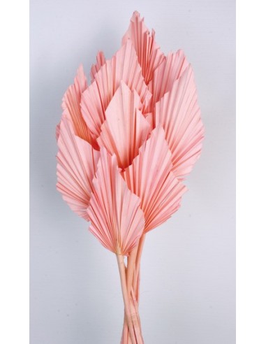Palm Spear Rosa Pastel 50cm 8-10 pcs