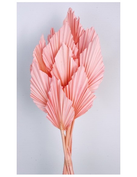 Palm Spear Rosa Pastel 50cm 8-10 pcs