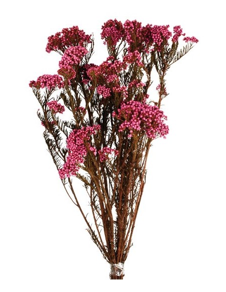 Flor de arroz preservada Bouganvilla 100g