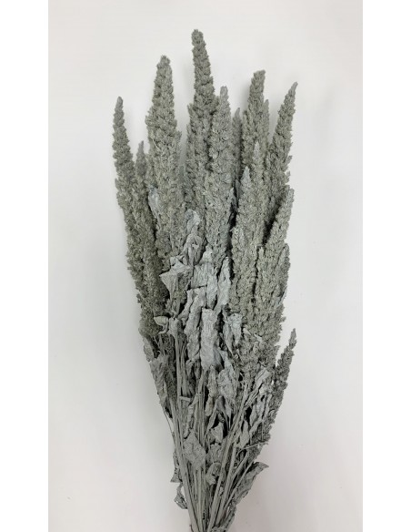 Amaranthus rectp Gris misty 150g