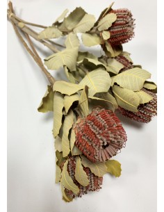 Banksia coccinea natural x5