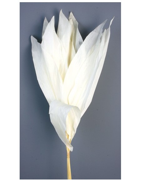 Hoja Aspidistra Blanca Preservada 10 Hojas 55cm