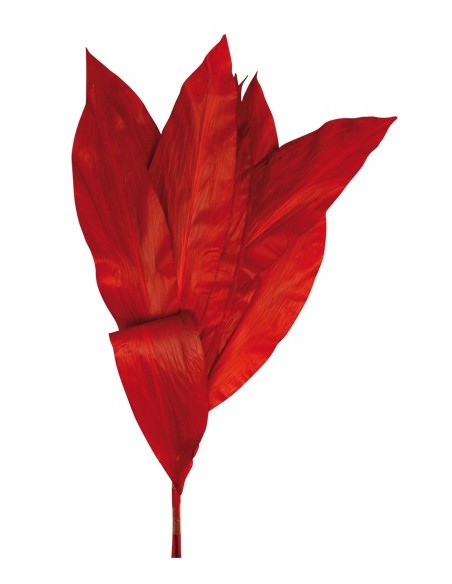 Hoja Aspidistra Roja Preservada 10 Hojas 55cm