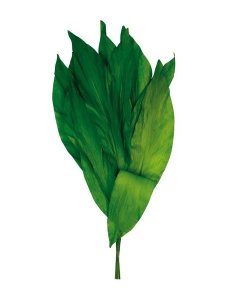 Hoja Aspidistra Verde Preservada 10 Hojas 55cm