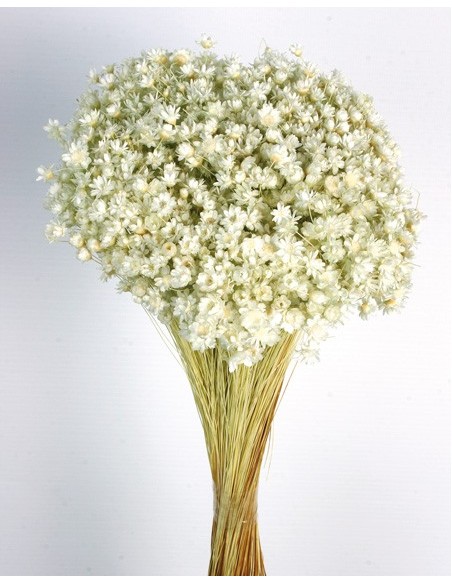 Glixia Verde Agua 55cm