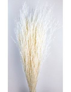 Star Grass Blanco 60cm 35G