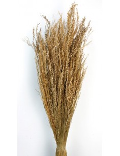 Star Grass Natural 60cm 35G