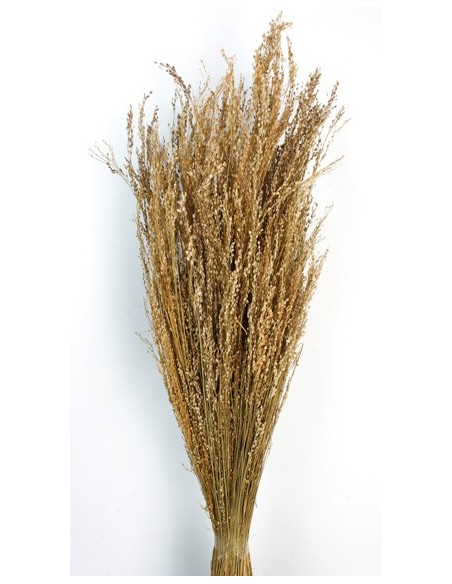 Star Grass Natural 60cm 35G