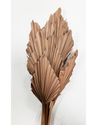 Palm Spear Marrón Claro 50cm 8-10u