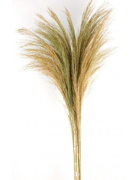 Caña Plumosa Natural 8-10