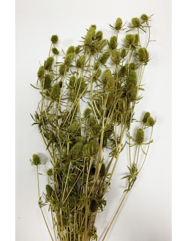 Eryngium Preservado Verde Musgo 70cm