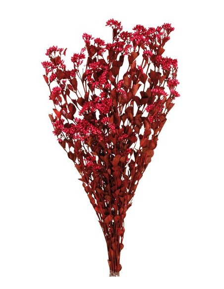 Chuvisco Preservado Fucsia 70cm 120g