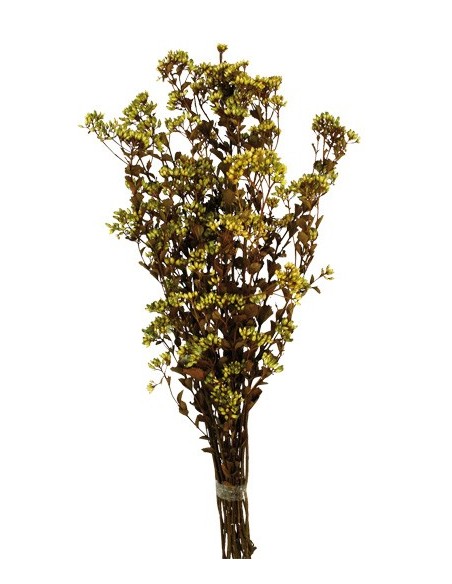 Chuvisco Preservado Verde 70cm 120g