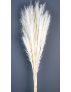 Fox Grass Blanco 70cm