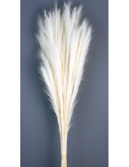 Fox Grass Blanco 70cm