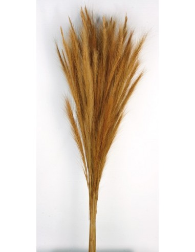 Fox Grass Natural 70cm