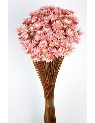 Glixia Gigante Rosa Pastel 45cm